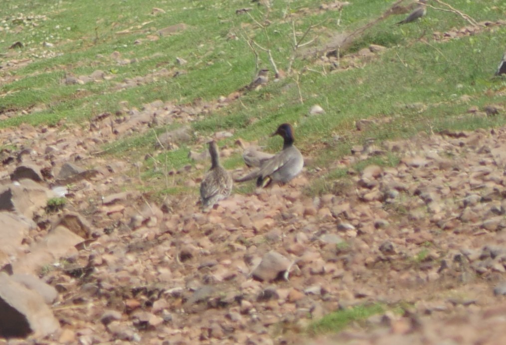 Green-winged Teal - ML555410171