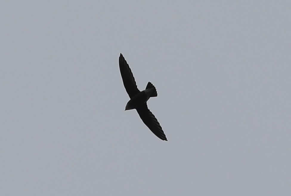 White-throated Needletail - Doug Cameron