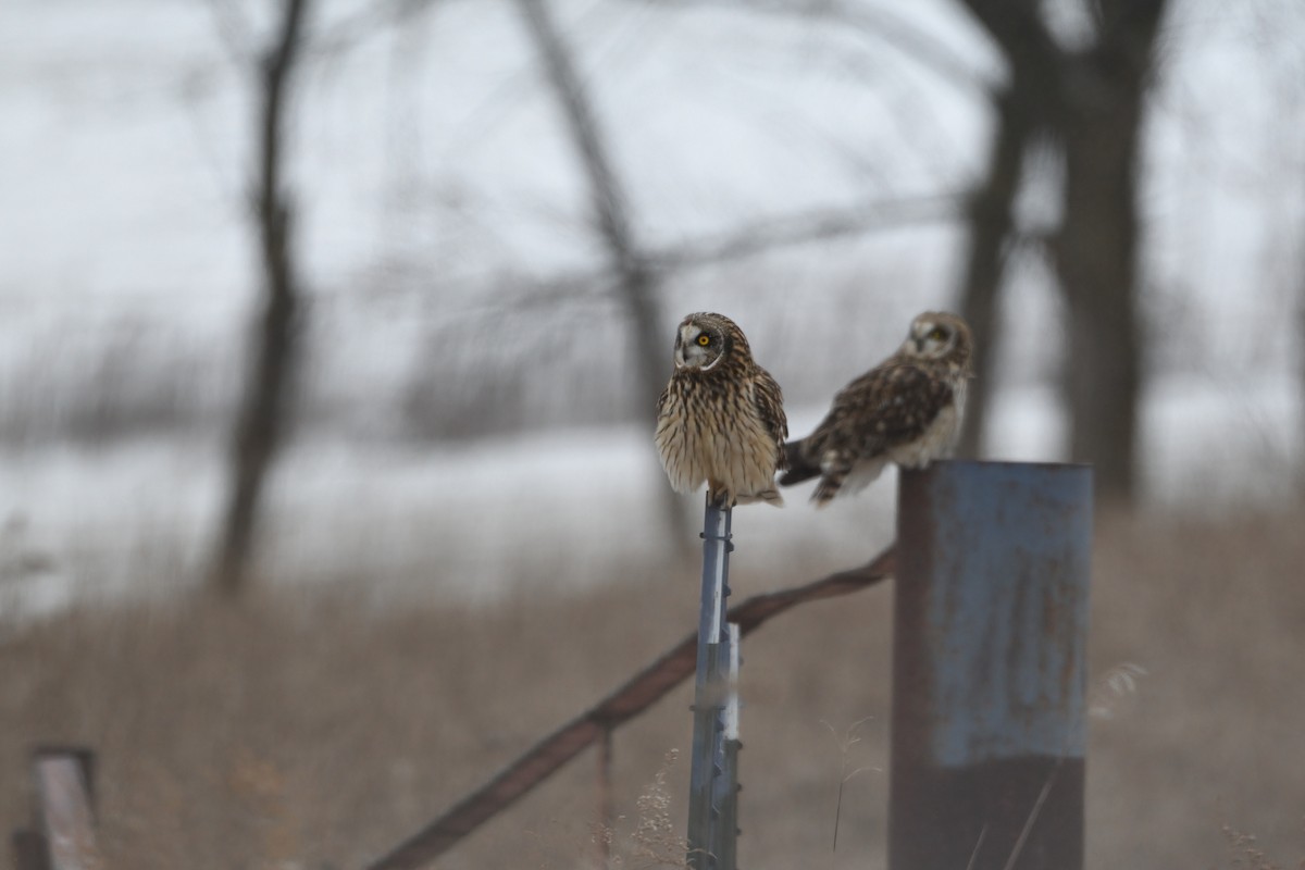 Short-eared Owl (Northern) - ML555412101