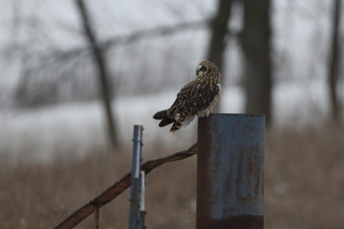 Short-eared Owl (Northern) - ML555412431
