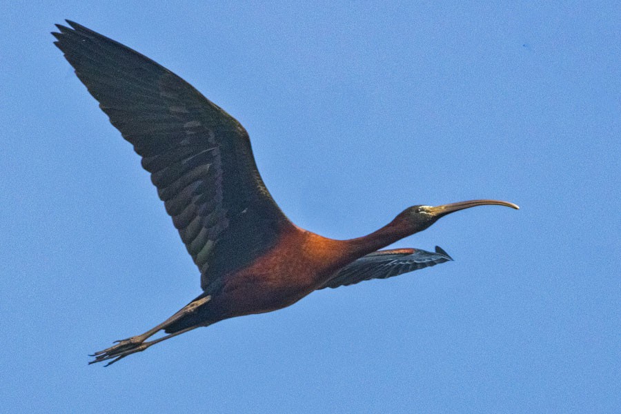 Glossy Ibis - ML555412701