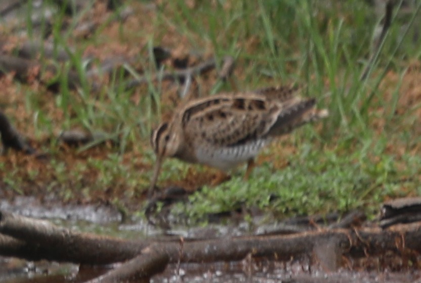 Latham's Snipe - ML555413331