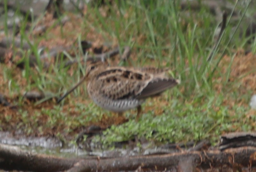 Latham's Snipe - ML555413441