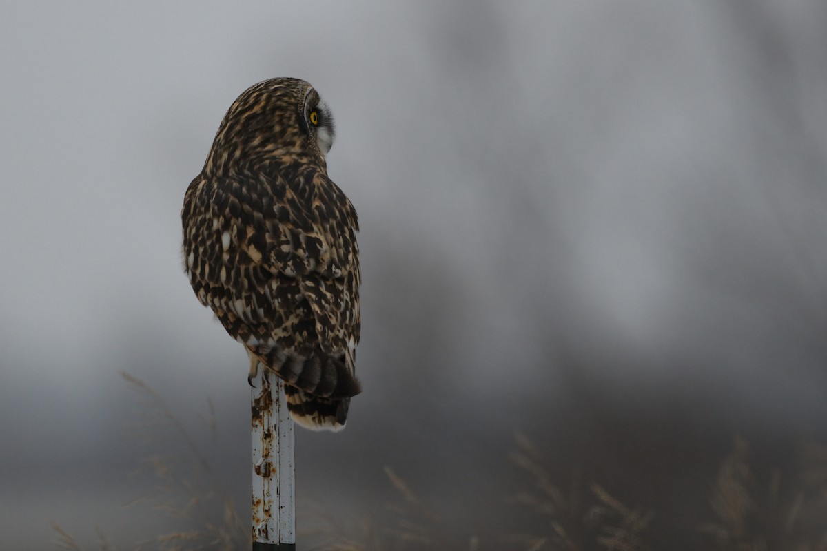 Short-eared Owl (Northern) - ML555414381