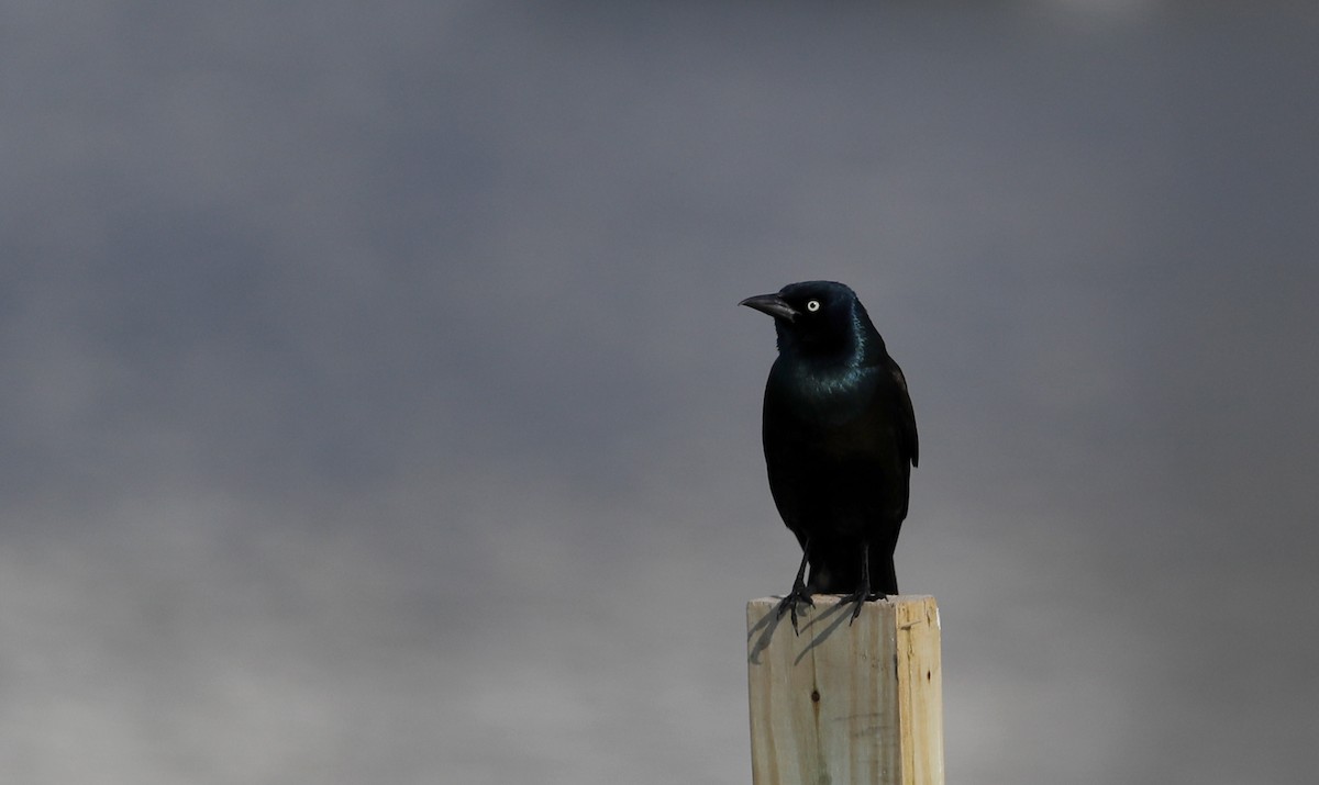 Common Grackle (Bronzed) - ML55541481