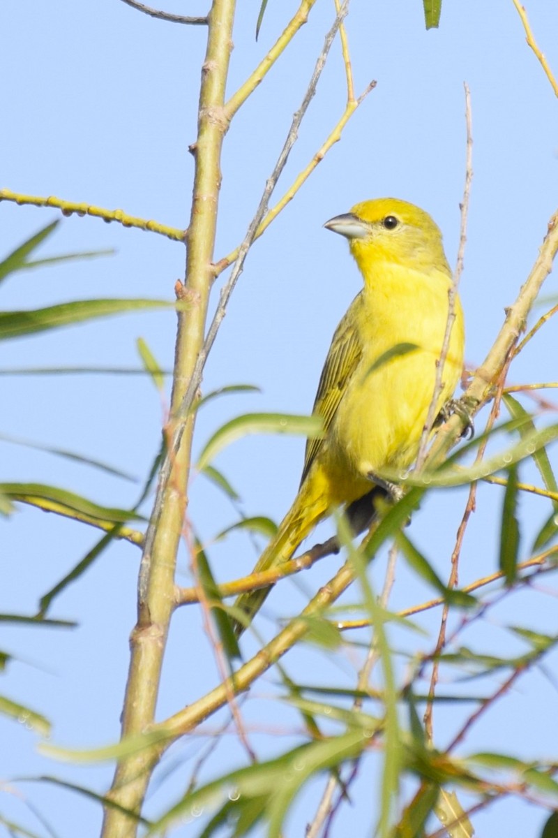 Hepatic Tanager - ML555415791