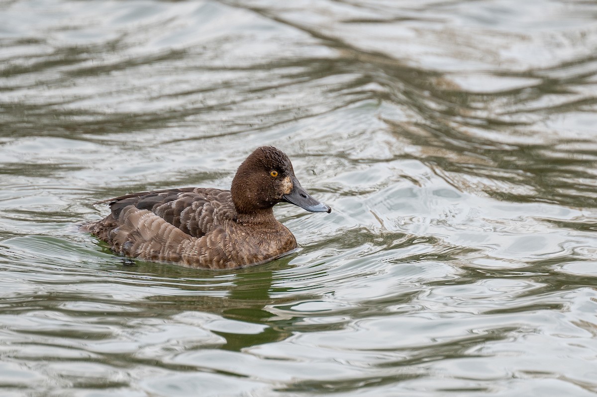 Lesser Scaup - Matthew Vanderheyden