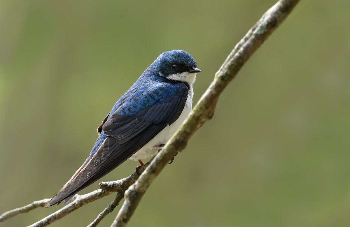 Tree Swallow - Mary Fredenburgh