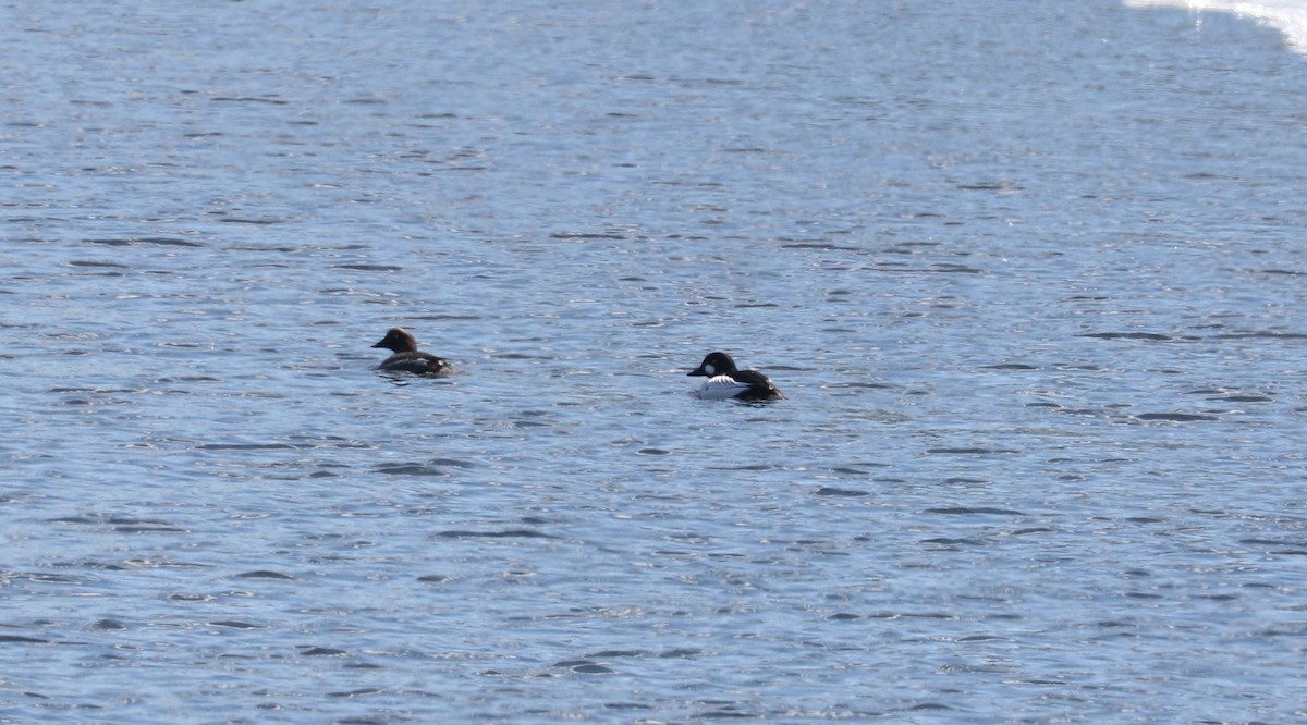 Алаг шунгаач - ML555419881