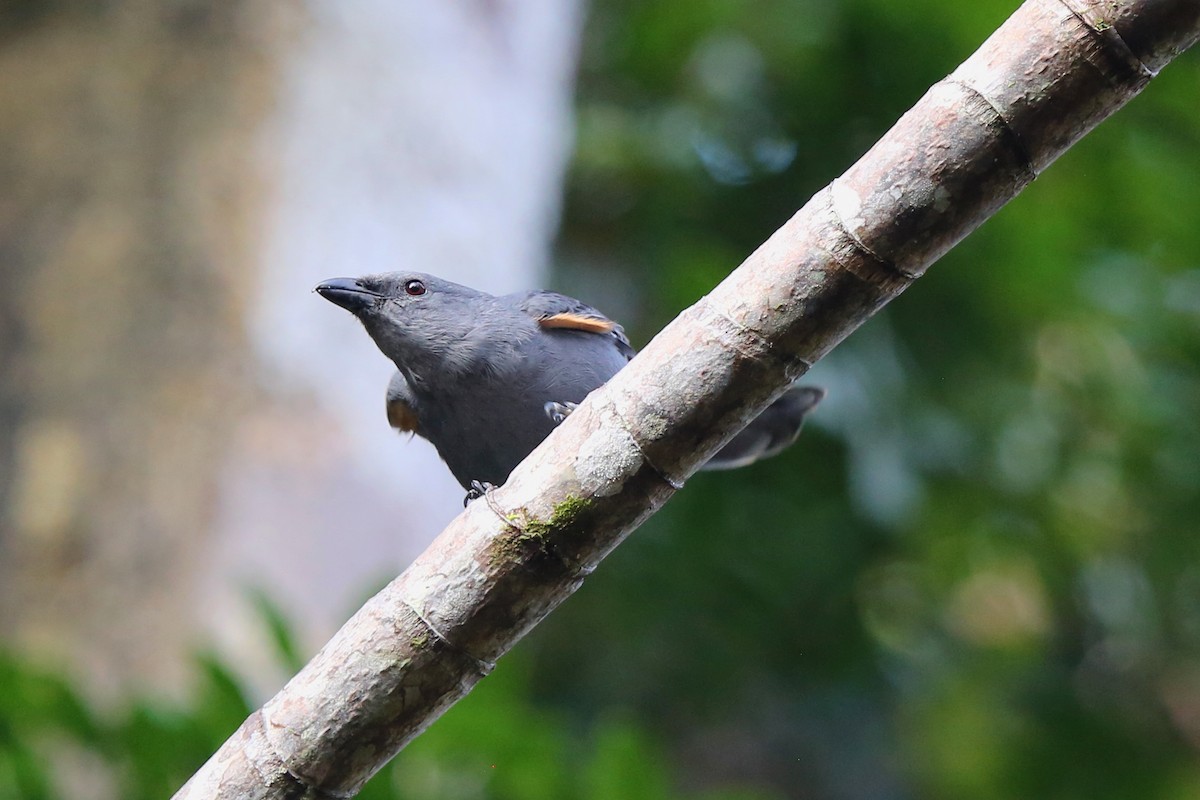 New Caledonian Cuckooshrike - ML555420341