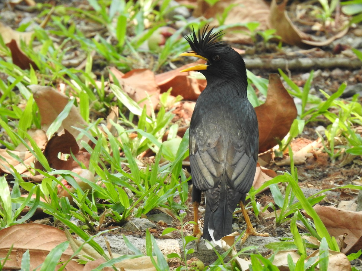 Great Myna - Suebsawat Sawat-chuto