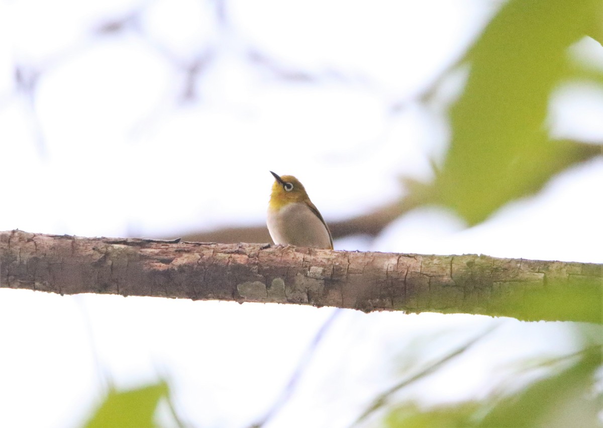 Indian White-eye - ML555420681