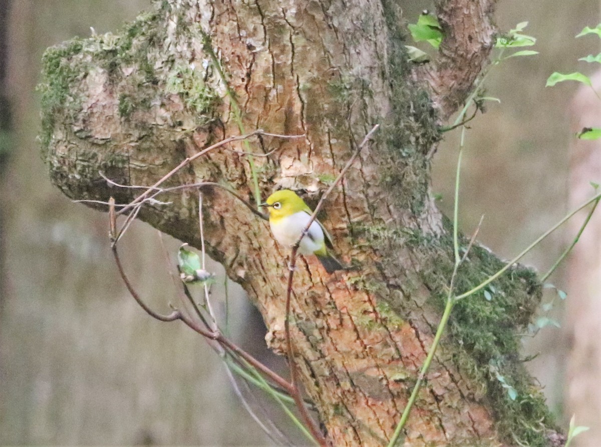 Indian White-eye - ML555420691