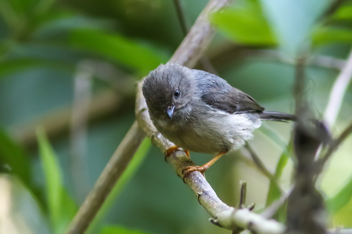 Pygmy Tit - Wade Strickland