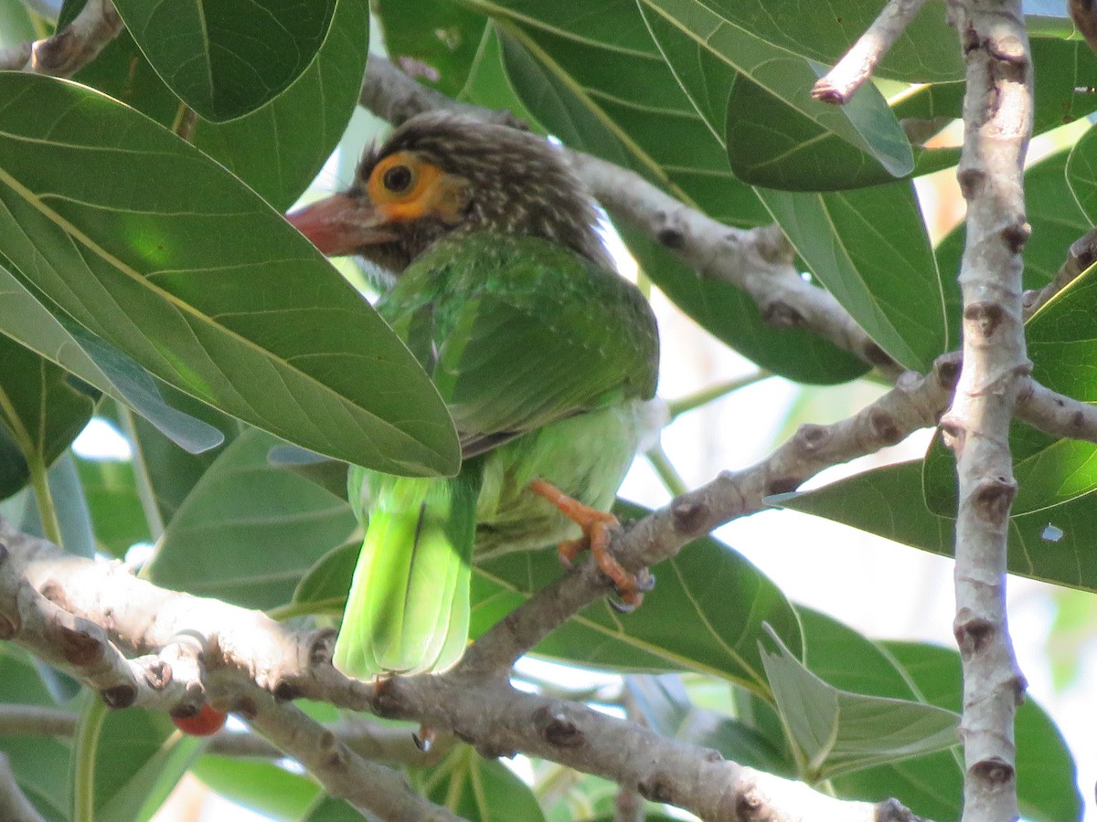 Brown-headed Barbet - ML555422321