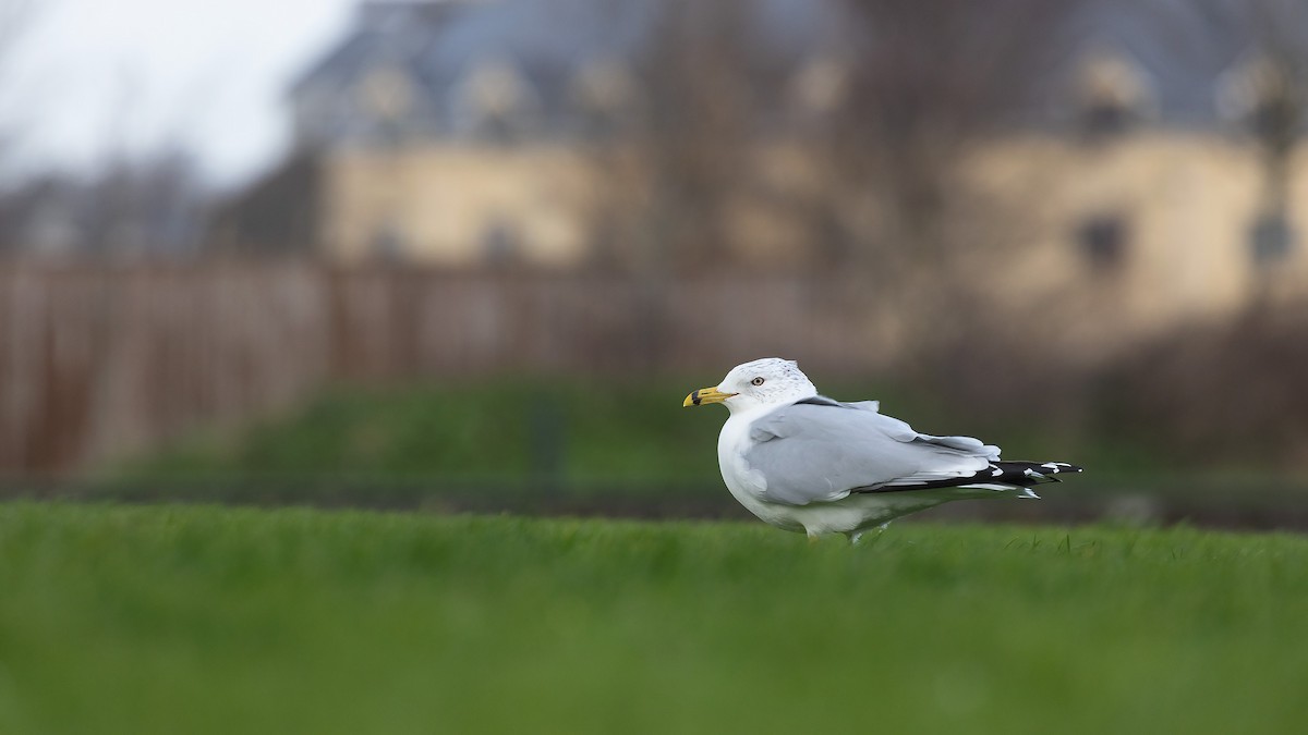 Ring-billed Gull - ML555423221