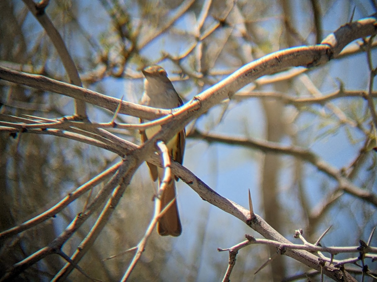 Ash-throated Flycatcher - ML555423341