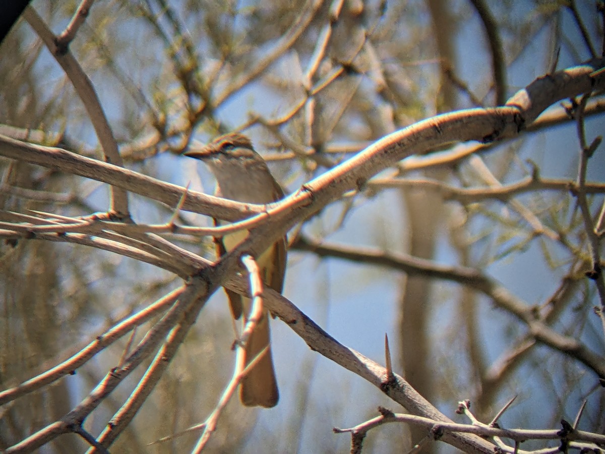 Ash-throated Flycatcher - ML555423351
