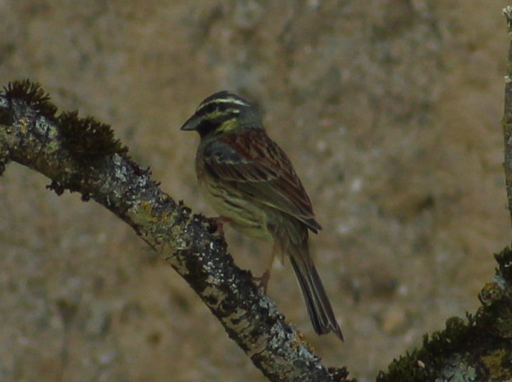 Cirl Bunting - Francisco José Navas Bravo