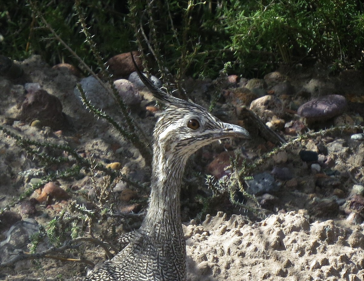 Tinamou élégant - ML555424301