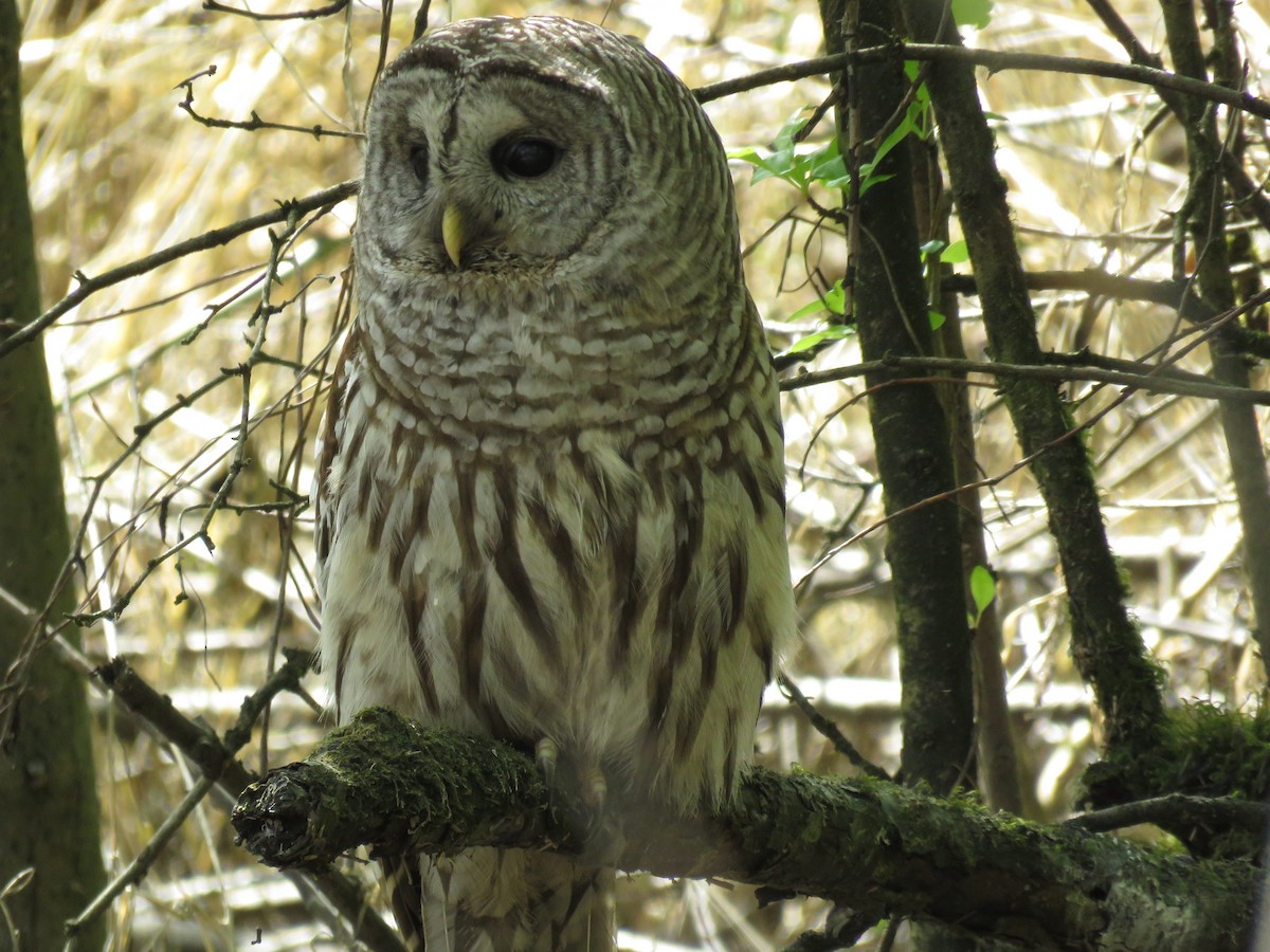 Barred Owl - ML55542501