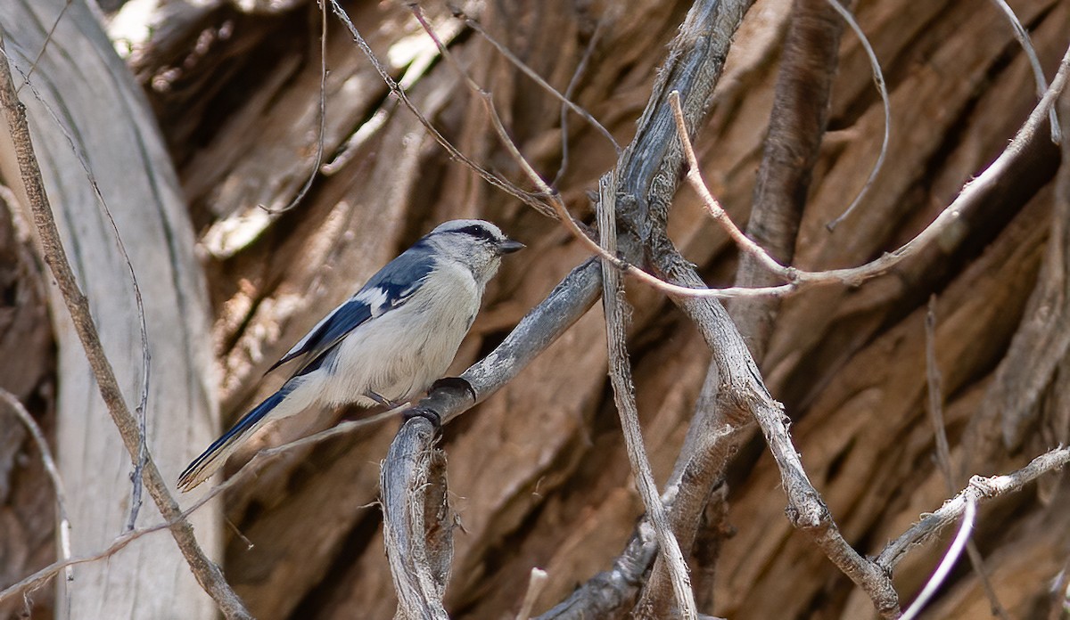 Azure Tit (Azure) - Chris Jones