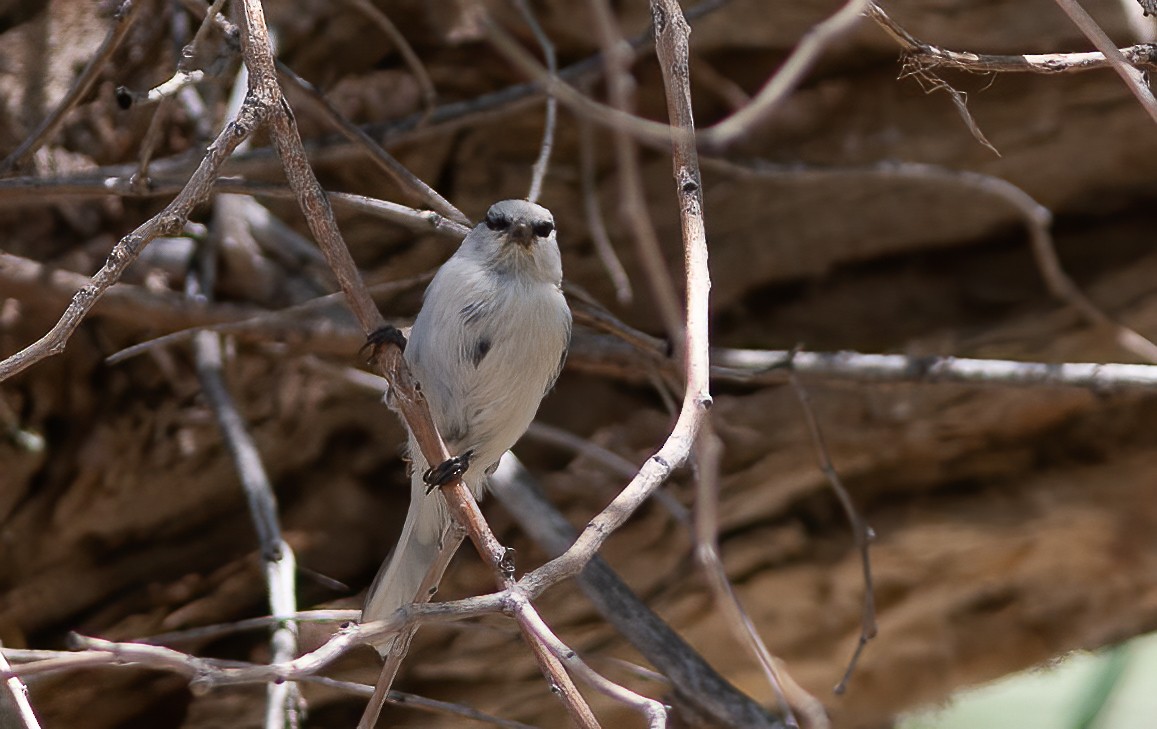 Azure Tit (Azure) - Chris Jones