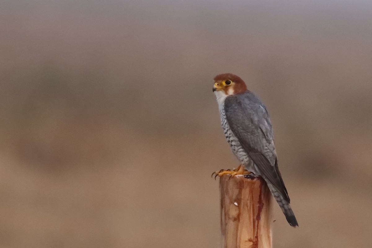 Red-necked Falcon - ML555425861