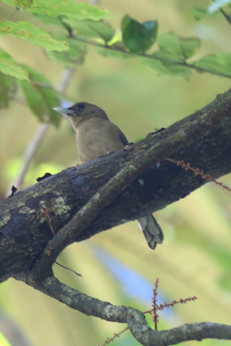 Southern Shrikebill - Micha Jackson