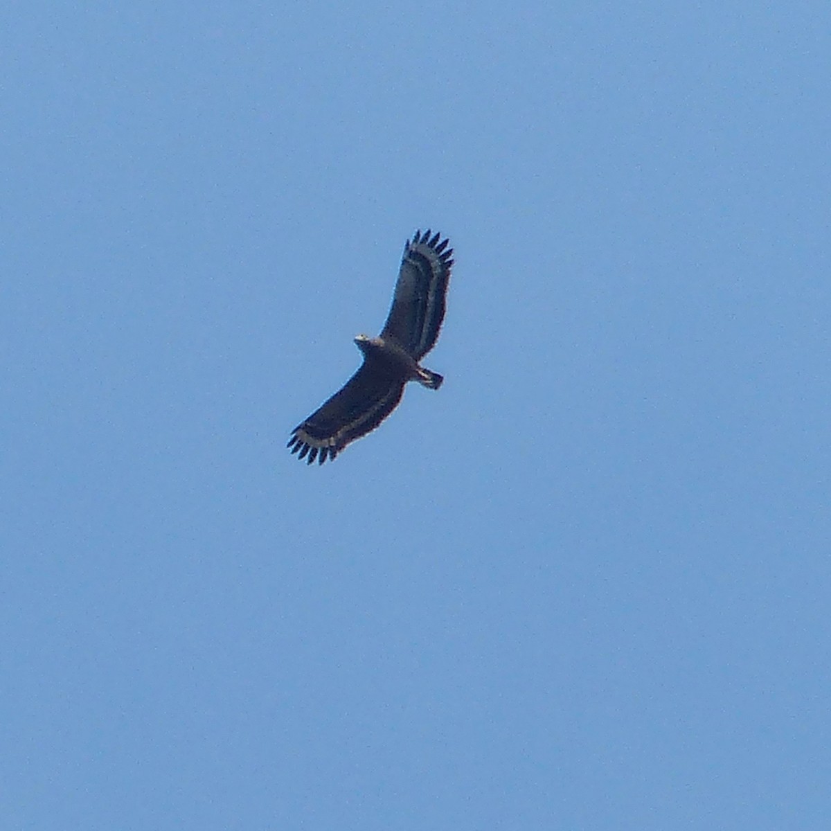 Philippine Serpent-Eagle - ML555426791