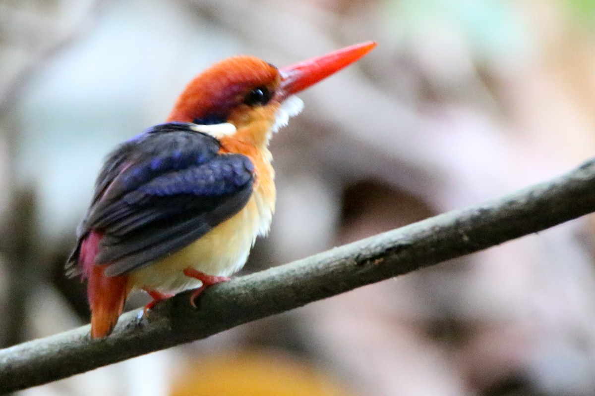 Black-backed Dwarf-Kingfisher - ML555427031