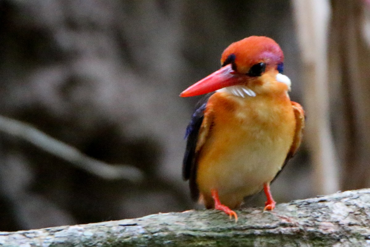 Black-backed Dwarf-Kingfisher - ML555427091