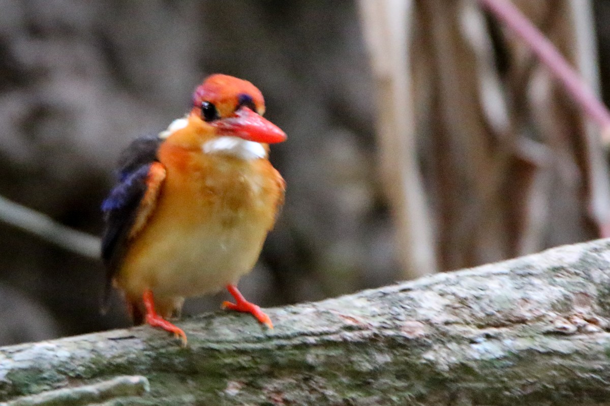 Black-backed Dwarf-Kingfisher - ML555427171