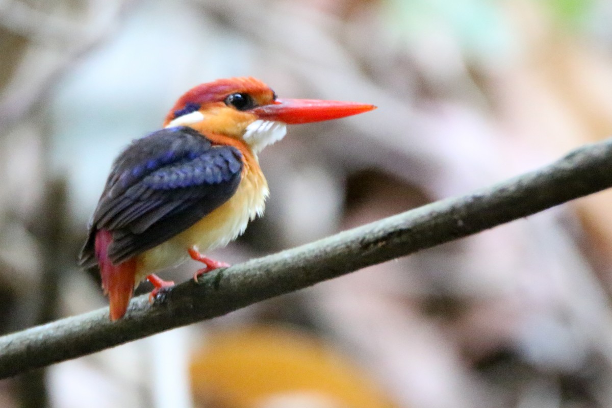 Black-backed Dwarf-Kingfisher - Krishnamoorthy Muthirulan