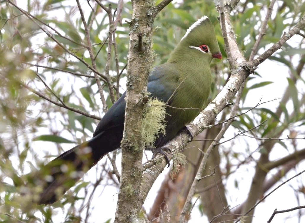 Knysna Turaco - ML555427471