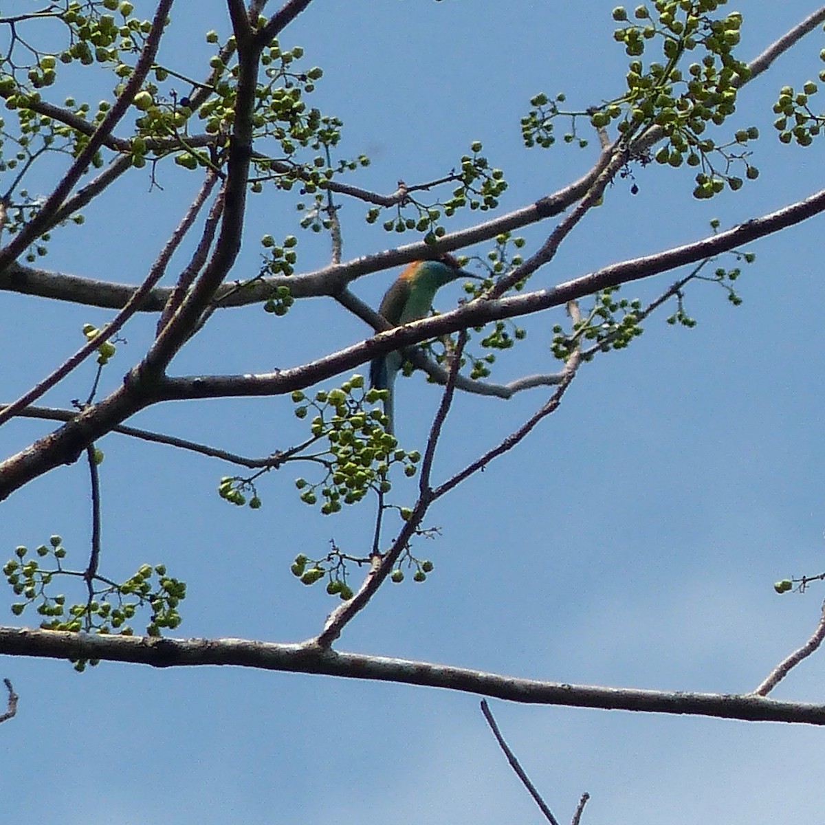 Rufous-crowned Bee-eater - ML555427841