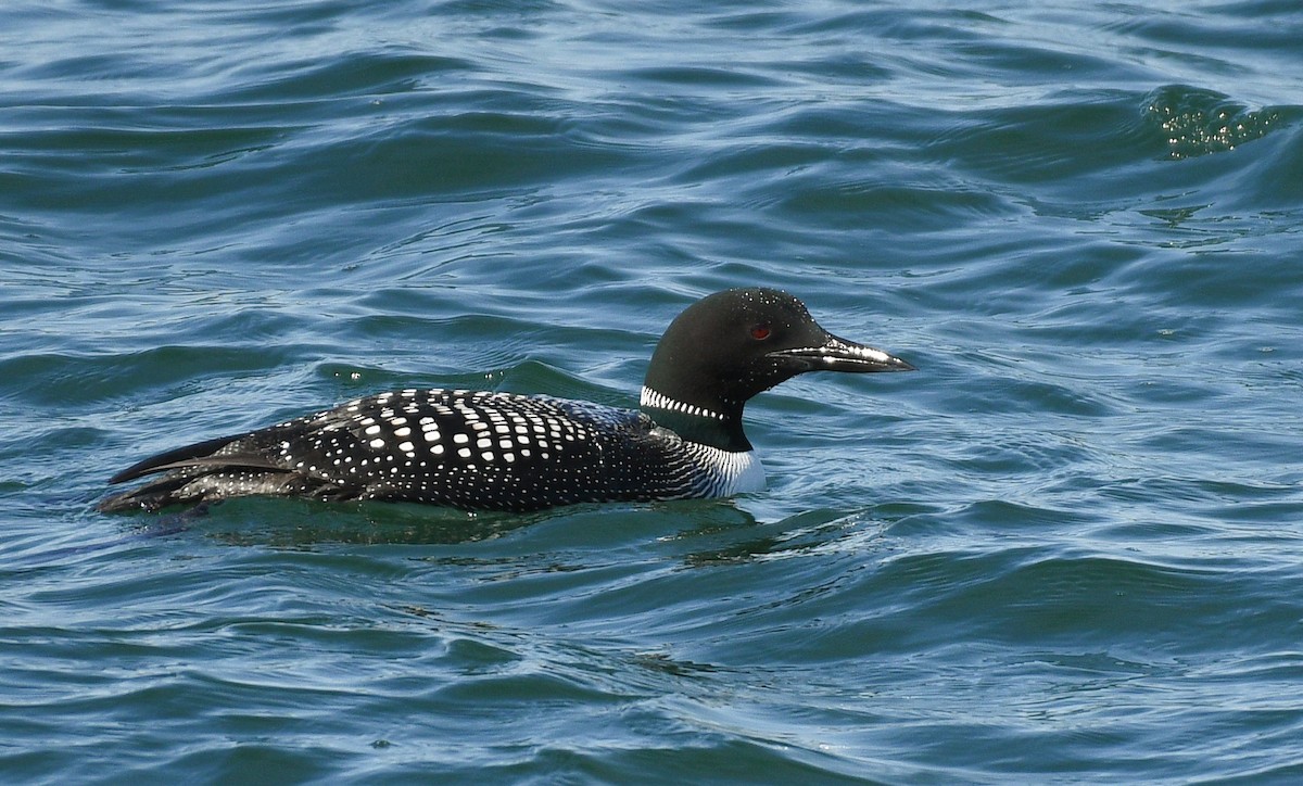 Common Loon - ML555428391