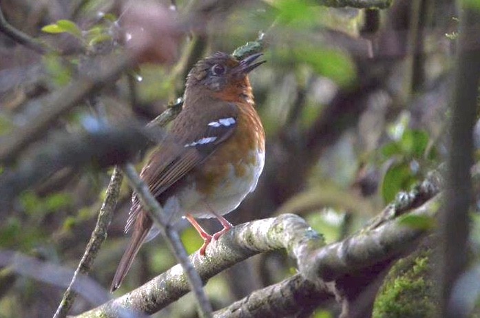 Orange Ground-Thrush - Luke Goddard