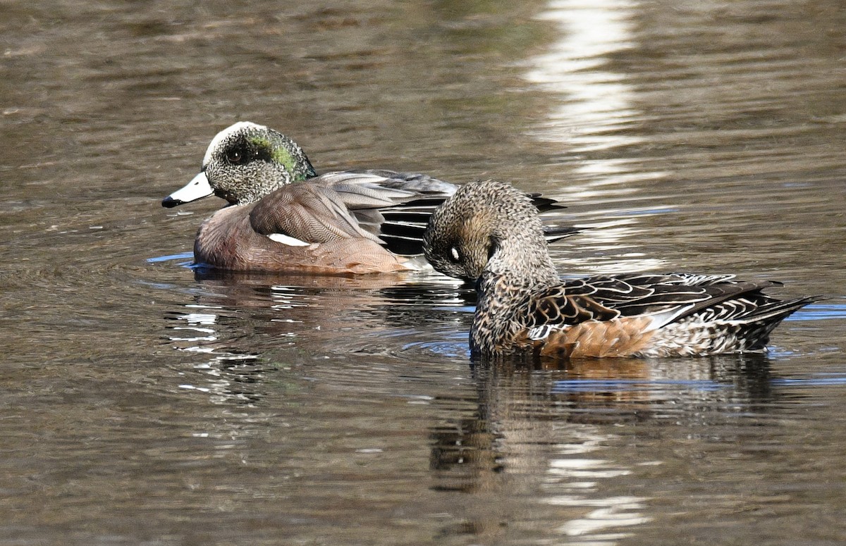 American Wigeon - ML555430251