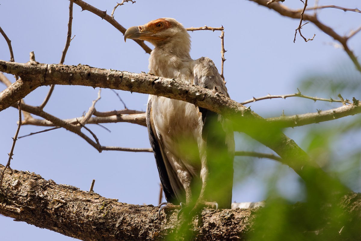 Palm-nut Vulture - ML555431031