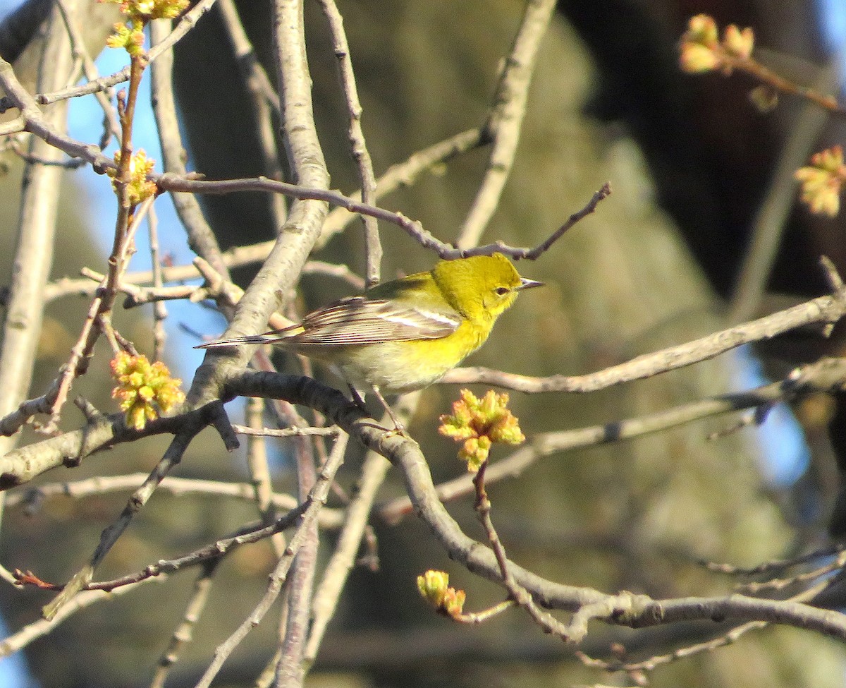 Pine Warbler - ML555431371