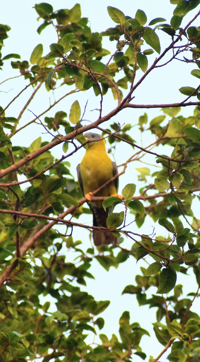 Yellow-footed Green-Pigeon - ML555432311