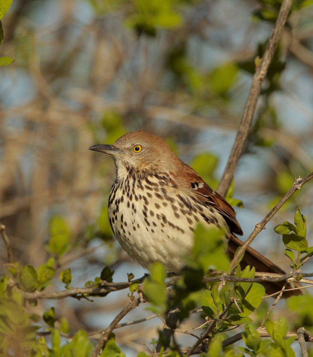 Brown Thrasher - ML55543341