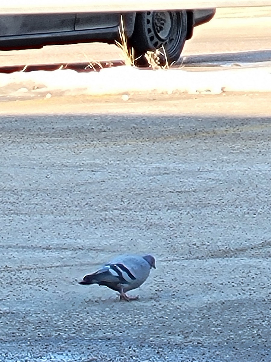 Rock Pigeon (Feral Pigeon) - ML555433561