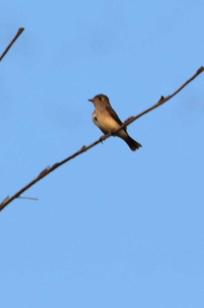 Asian Brown Flycatcher - ML555434111