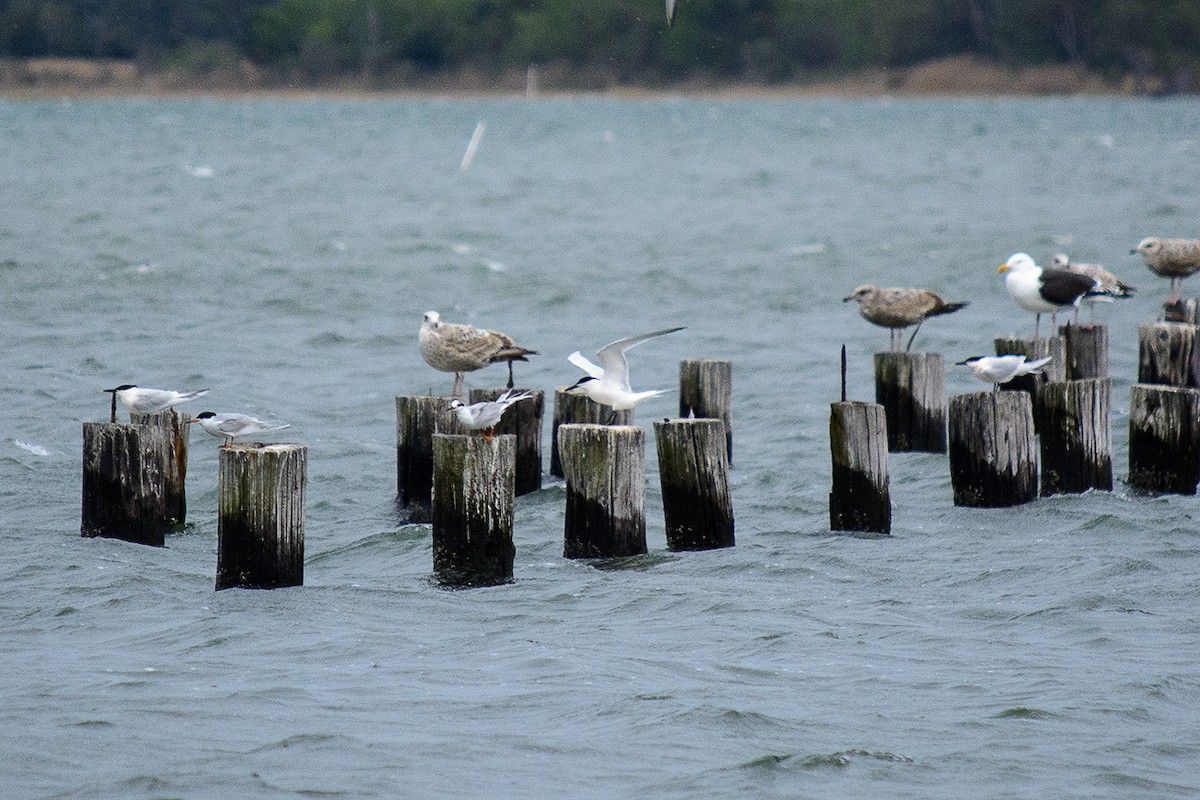 Sandwich Tern - ML555434181