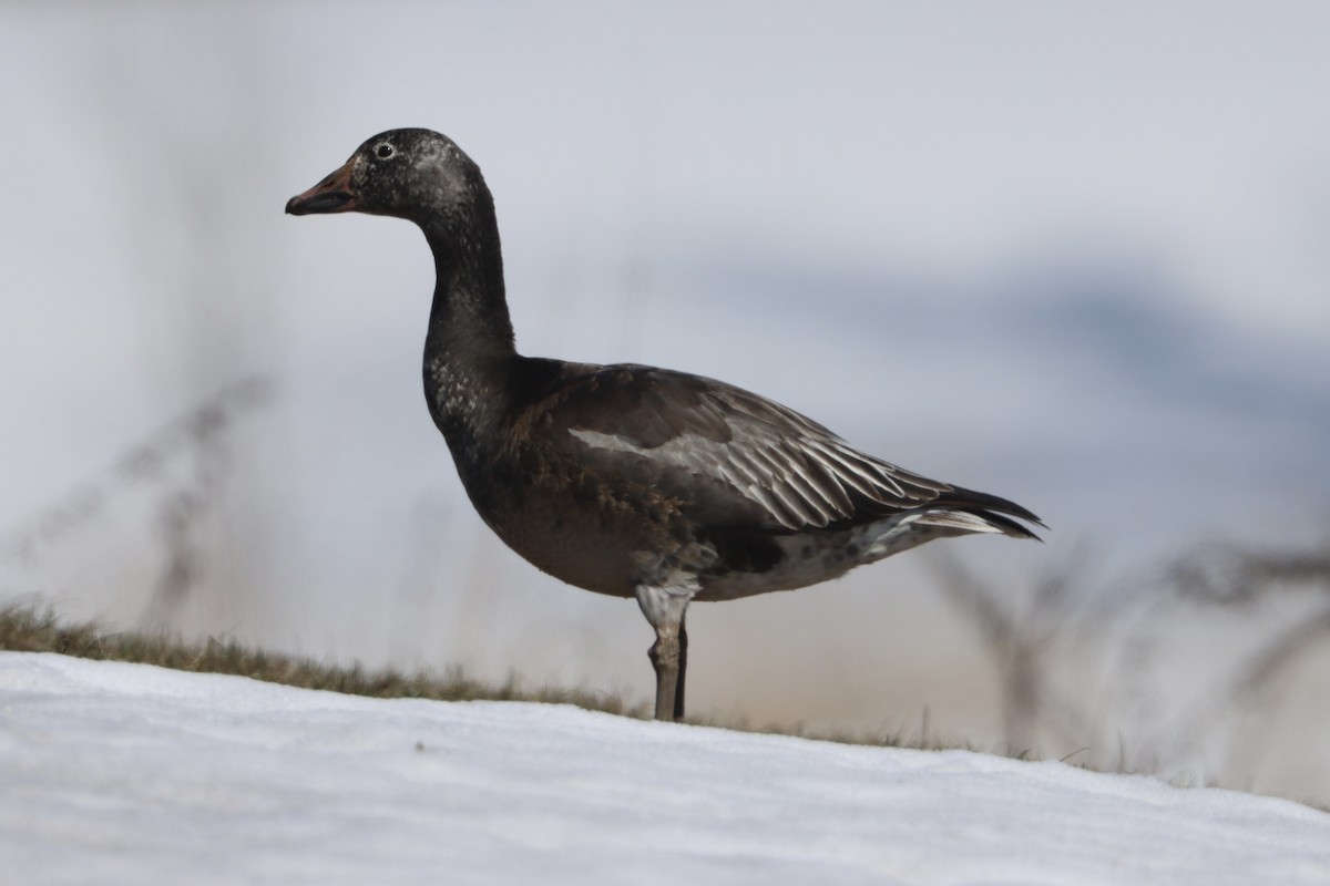 Snow Goose - Adeline Dauer