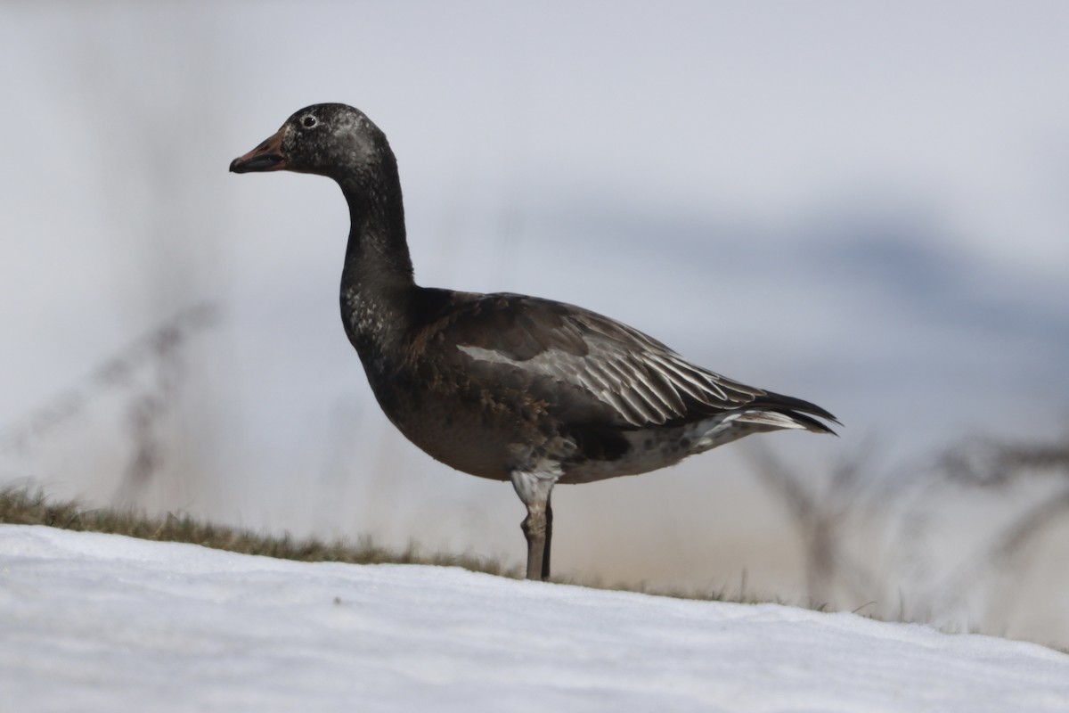 Snow Goose - ML555434501