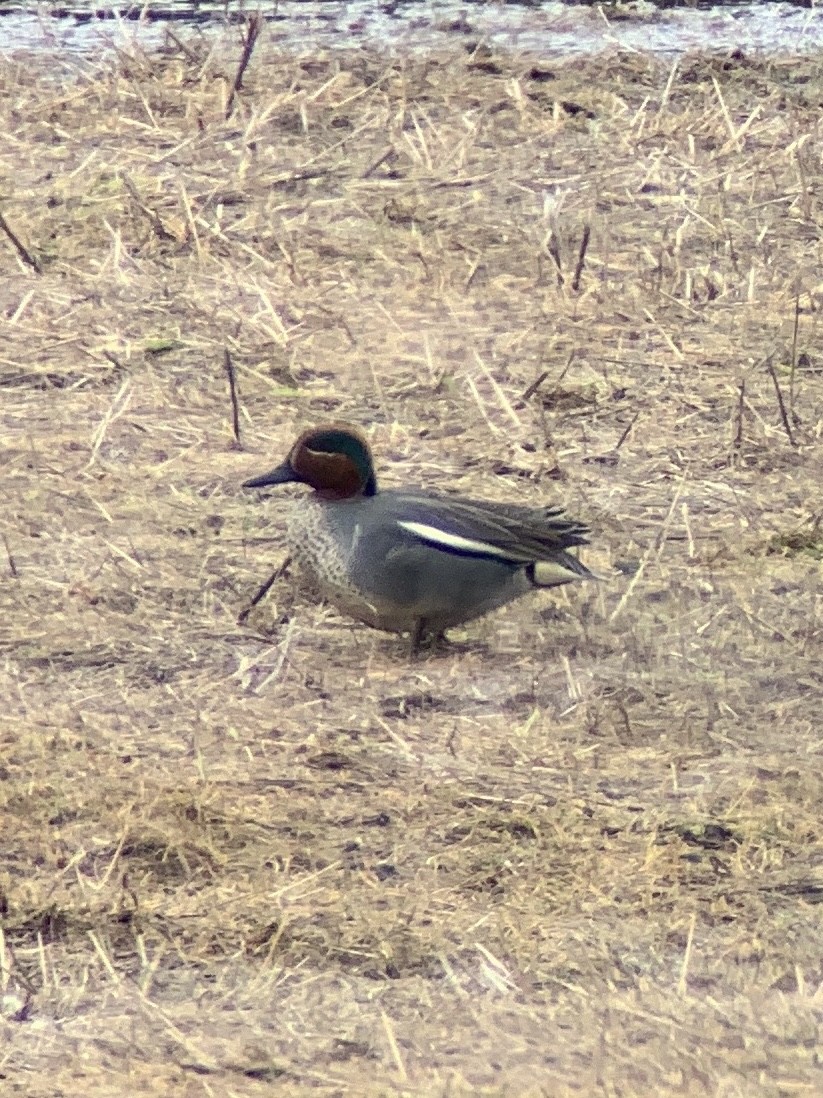 Green-winged Teal (Eurasian x American) - ML555436381