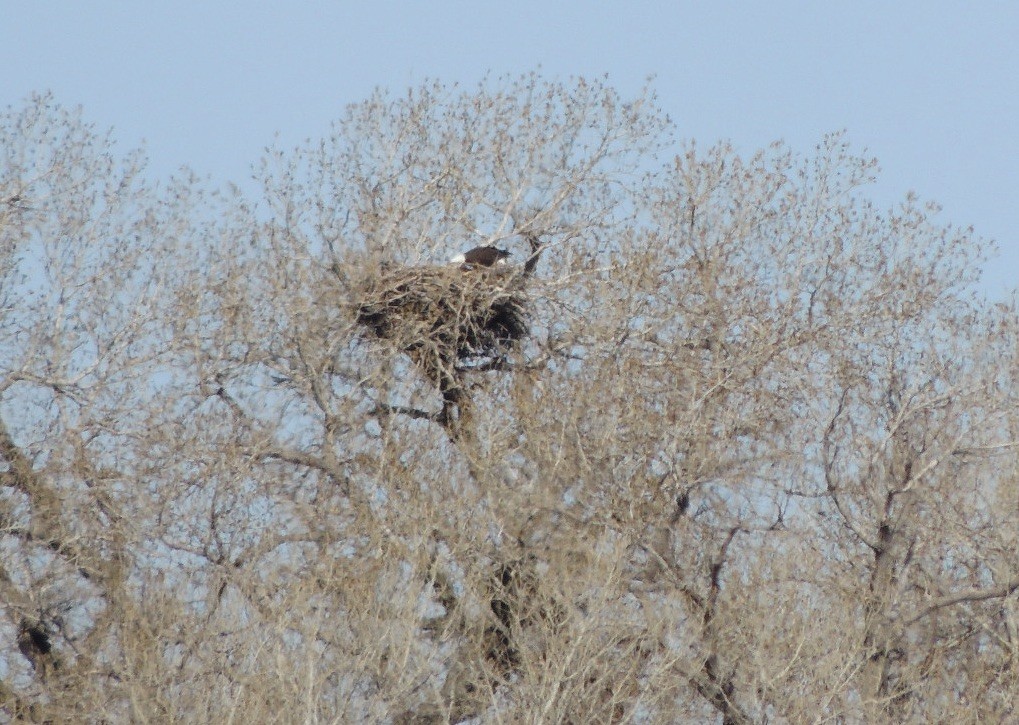 Bald Eagle - Mindy Smith